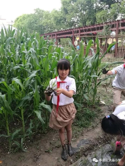 洪廟小學創(chuàng)新實踐 有機稻谷種植活動點亮勞動教育新篇章