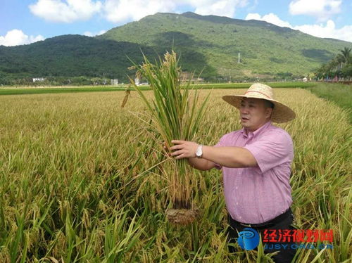 三亞水稻覆膜種植試驗田測產創(chuàng)海南單產歷史最高紀錄 有機稻谷種植研發(fā)