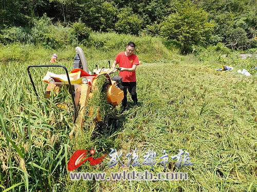 稻漁喜豐收 有機稻谷研發(fā)樂壞新農民