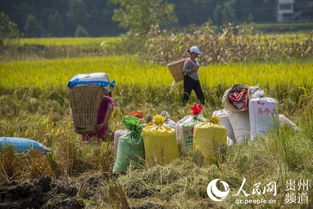 貴州務川 有機稻谷種植研發(fā)助力水稻豐收忙