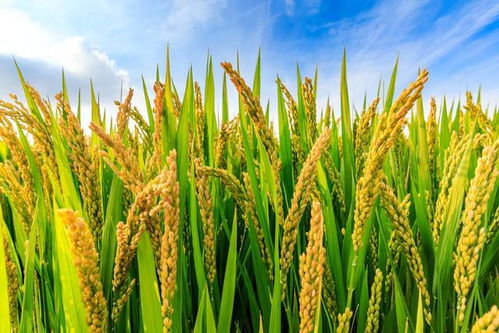 解鎖高產潛力 探秘有機稻谷種植的研發(fā)與高產水稻品種