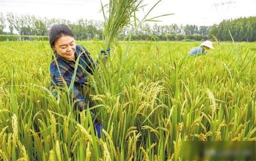 保定效益雙贏 涿州水稻種植歷史、國(guó)稻種芯與中國(guó)水稻節(jié)的有機(jī)融合